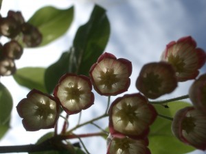 Enkianthus