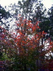 Fall Ash Tree-1