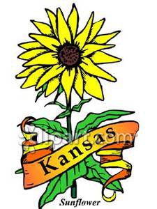 state_flower_kansas_the_sunflower_with_gold_banner_royalty_free_080713-225733-438024